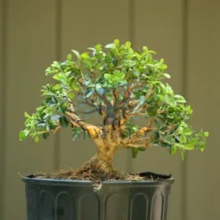 Dwarf Boxwood Miniature Bonsai in Minnesota